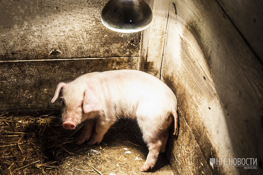Фермеры Ачаирского посёлка получили 14 миллионов за убитых свиней