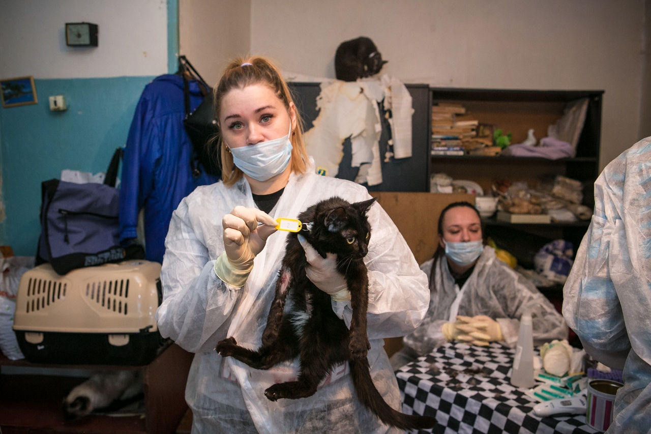 Часть из них они забрали на передержку Часть из них они забрали на передержку