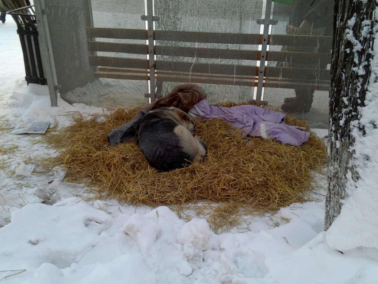 Эта овчарка лежит за остановкой у ТЦ «Москва»
