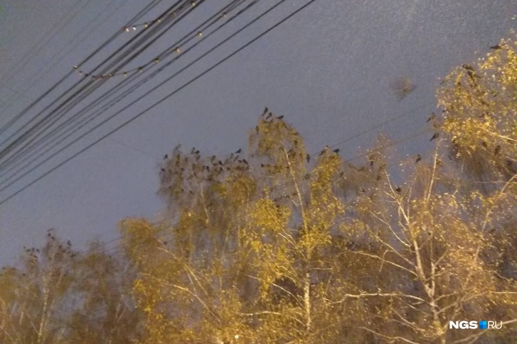 С наступлением холодов в Новосибирск начали слетаться вороны из соседних регионов 