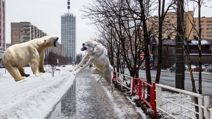 СМИ пишут, что волки терроризируют пригороды Архангельска. Так ли это?