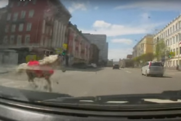 Лошадь напугалась шума ветра и сорвалась с поводка Лошадь напугалась шума ветра и сорвалась с поводка