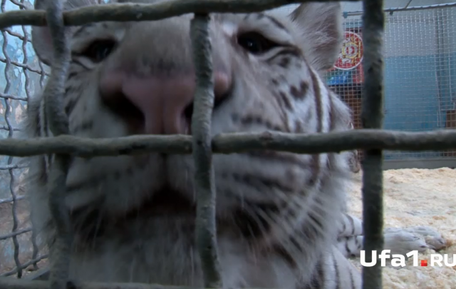 Дрессировщик о ДТП с белыми тиграми: «Нам повезло, что клетки упали правильно»