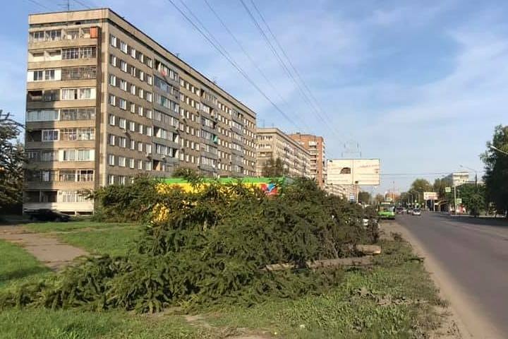 Теперь спиленные деревья лежат на газоне Теперь спиленные деревья лежат на газоне