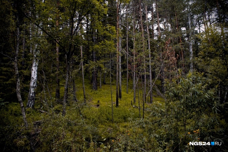 В Абанском районе здоровый лес хотели вырубить под видом погоревшего