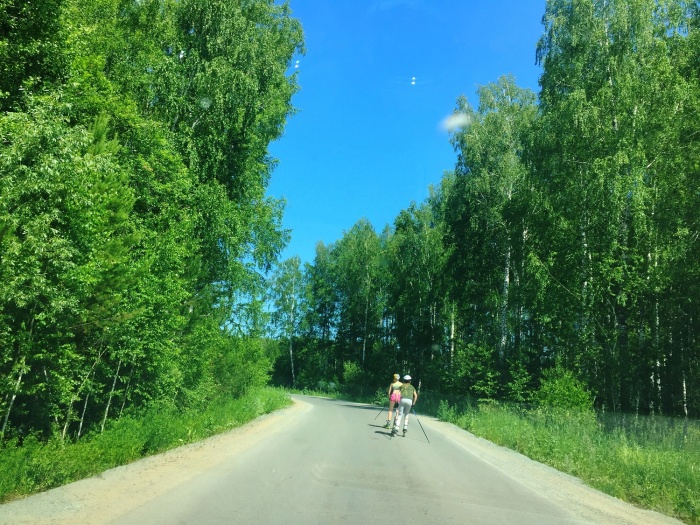 Сосны рухнули