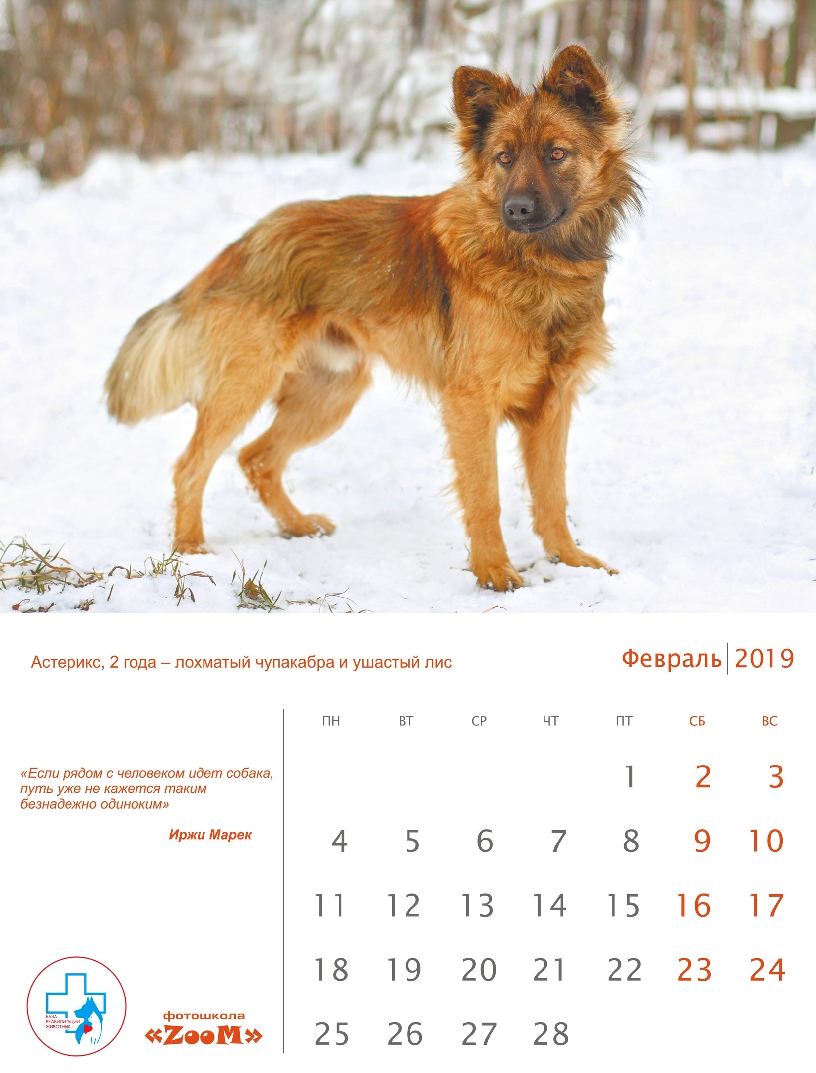 График года собаки. Календарь собака. Календарики собаки. Календарь собачьих лет. Календарь на 2019 год собаки.