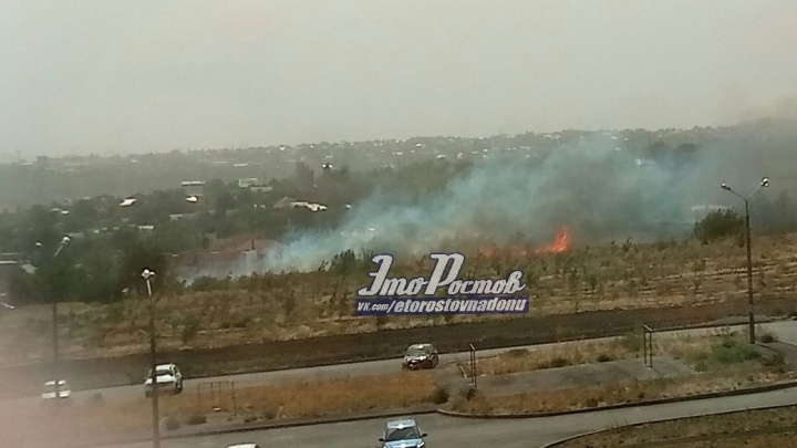 В Ростове на Суворовском сгорели молодые клёны в новом парке