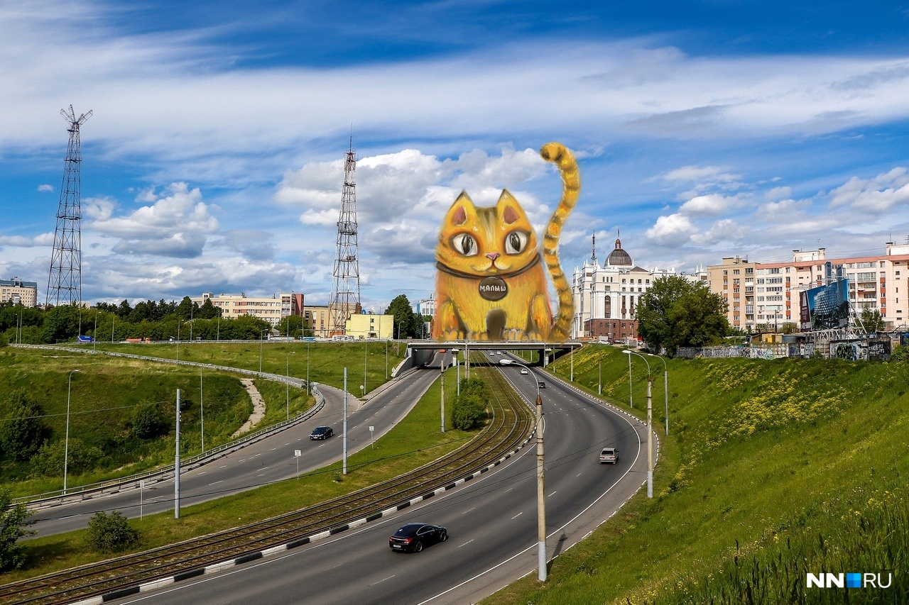 Кошками нижний новгород. Кот в Нижнем Новгороде. Город котов в России. Нижний Новгород прикол. Приколы про город Нижний Новгород.