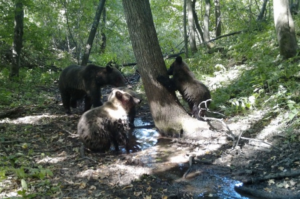 Косолапые попали в объектив фотоловушки Косолапые попали в объектив фотоловушки