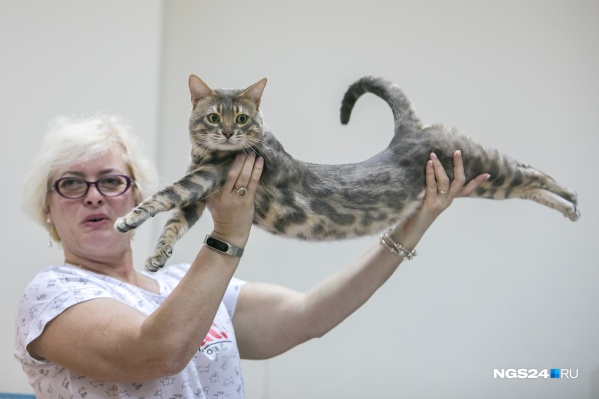 Бенгальские Котята Купить В Красноярске Цена Фото Бенгальские Котята Купить В Красноярске Цена Фото