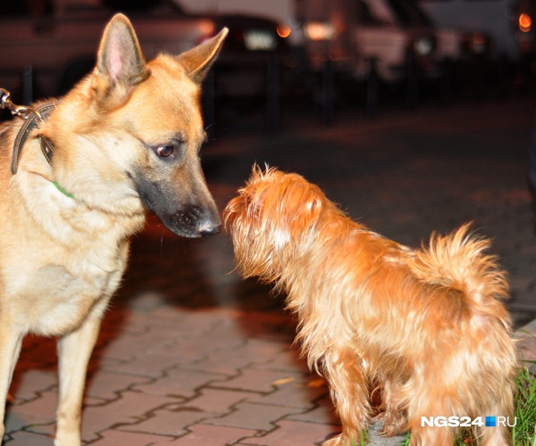 На Новосибирской со двора домашние собаки приносят в квартиры клещей