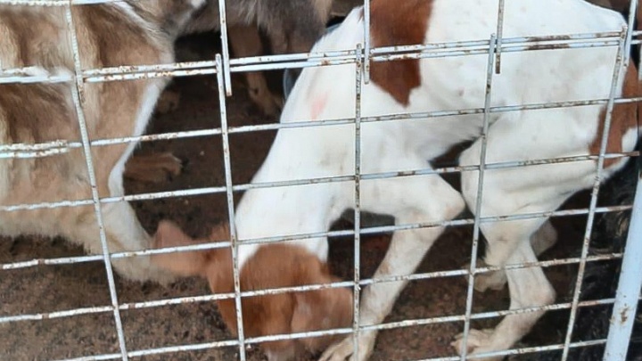 Бьют тревогу: волонтеры пожаловались на жестокое обращение с собаками в приюте из Новочеркасска