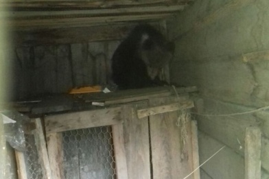 Медвежонок забрался на дерево возле санатория за Канском Медвежонок забрался на дерево возле санатория за Канском