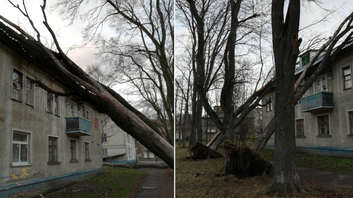 Ярославцы полгода ждали, когда спилят сухие деревья у дома. Сегодня ночью они упали сами