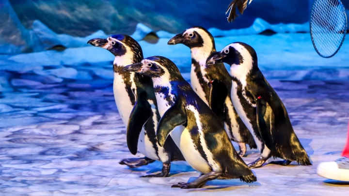 Знакомимся с милыми пингвинами, приехавшими в нижегородский цирк на гастроли