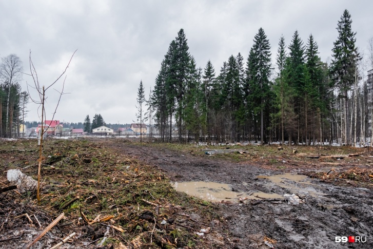 Жители Кировского района требуют остановить вырубку леса
