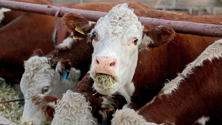Везем мясо на продажу: в Беларуси сняли запрет на импорт продуктов из Башкирии