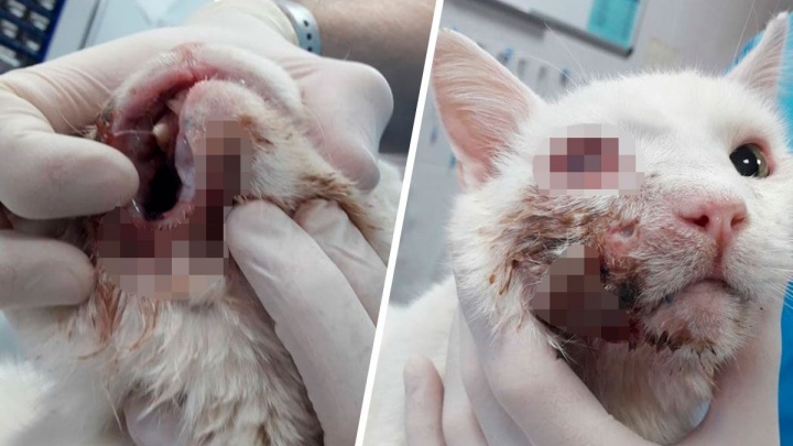 Сгнила челюсть и половина щеки: зоозащитники спасают кота, которого хозяева принесли усыпить