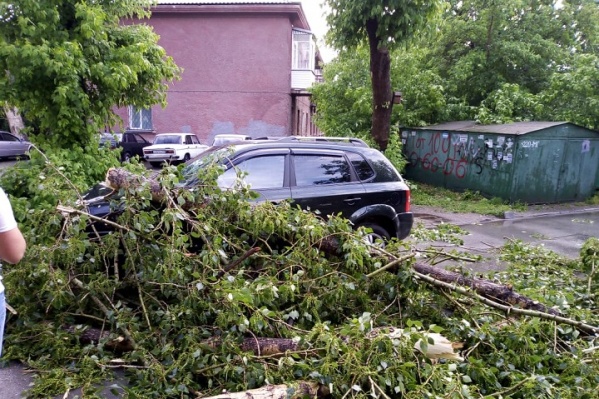 Это дерево упало на машину во дворе на проспекте Дзержинского, 3А — в сводку мэрии случай не попал Это дерево упало на машину во дворе на проспекте Дзержинского, 3А — в сводку мэрии случай не попал