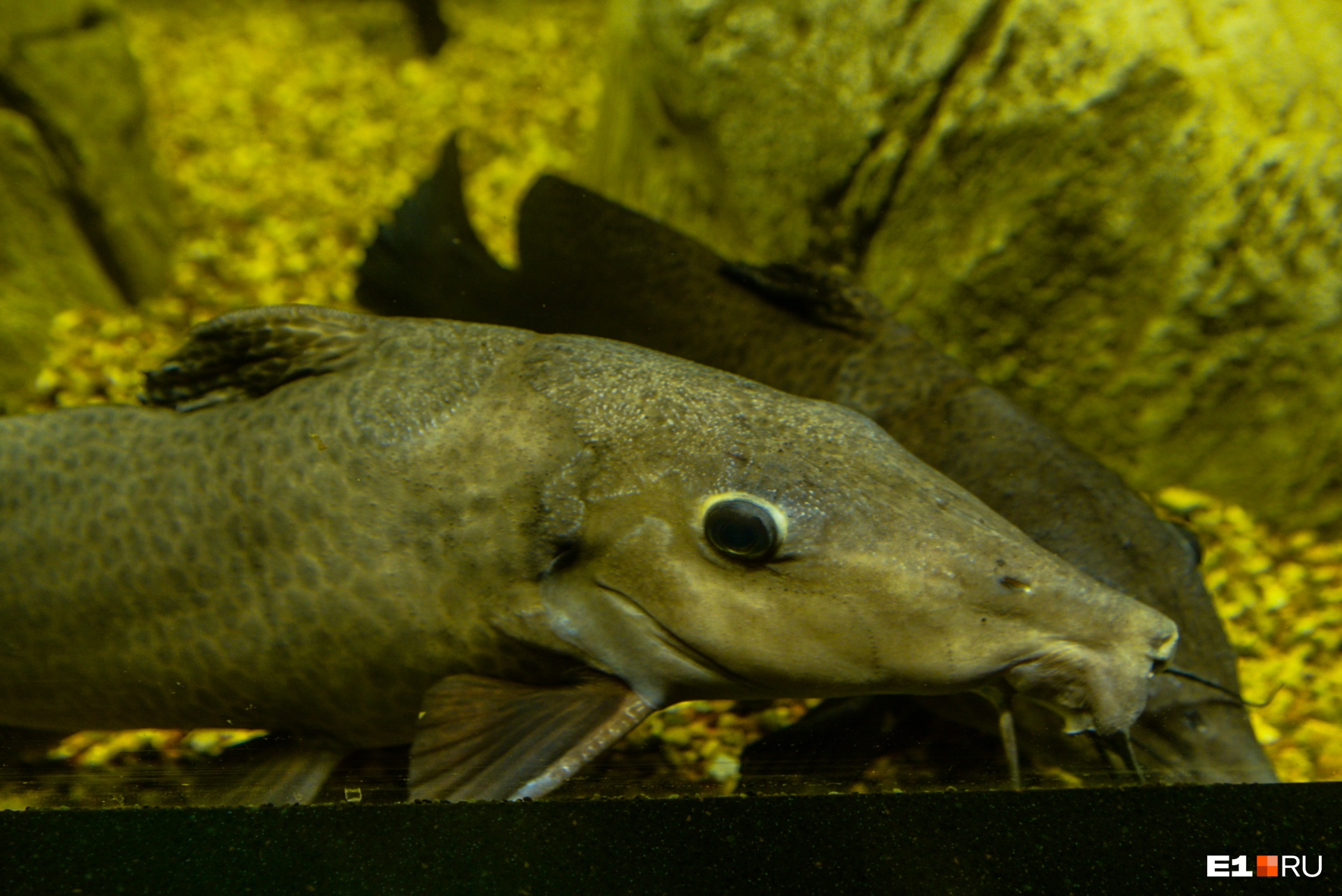 Какие рыбы обитают в океанариуме в Екатеринбурге