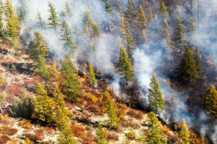 Сергей Филинин сам видел лесной пожар в Иркутской области 