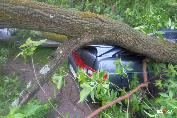 На Уралмаше дерево упало сразу на две машины