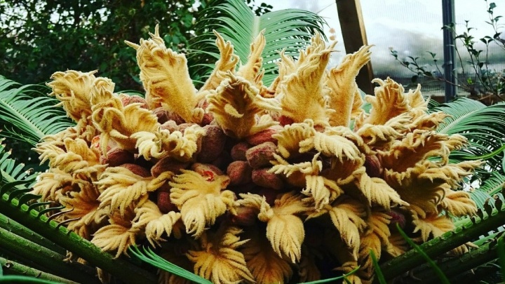 Такого не увидеть нигде в стране: в Ботаническом саду УрО РАН раскрылся "бутон" 100-летней "пальмы"