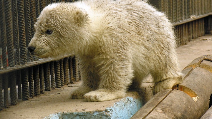 «Худого малыша кормили тушенкой»: вспоминаем спасение медвежонка на Северном полюсе, из которого выросла звезда зоопарка