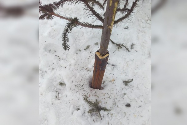 Срубленными елками украшают новую развязку Срубленными елками украшают новую развязку