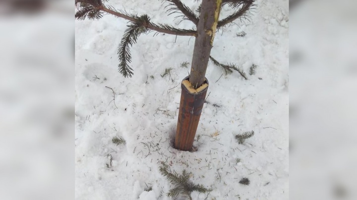 «Очередная показуха»: рабочие воткнули срубленные елки в снег на новой развязке