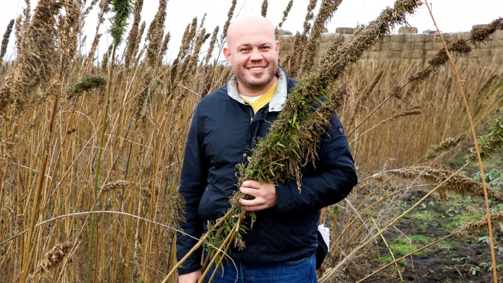 «Не надо бояться конопли»: в Нижегородской области собрали первый урожай полезного каннабиса