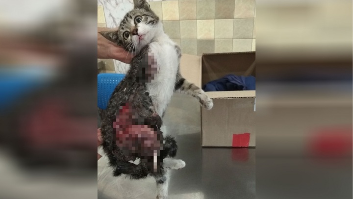 «Отрезали две лапы, сдирали кожу»: уфимка спасла котёнка, брошенного умирать