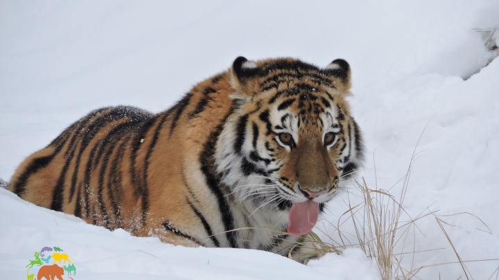 В ярославский зоопарк привезли амурскую тигрицу Яшму