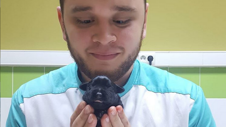 Общественница отозвала жалобу на челябинского ветеринара, лечившего отданных на усыпление животных