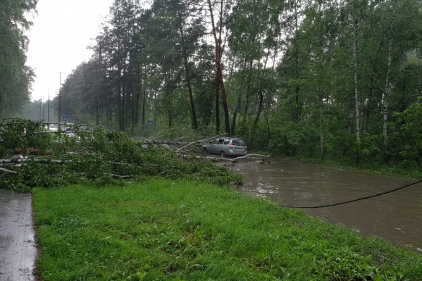 Берёза упала на проспекте Коптюга Берёза упала на проспекте Коптюга