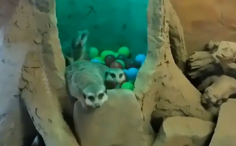 Видео дня. Сурикаты из нижегородского зоопарка барахтаются в бассейне с шариками