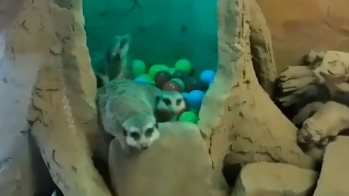 Видео дня. Сурикаты из нижегородского зоопарка барахтаются в бассейне с шариками