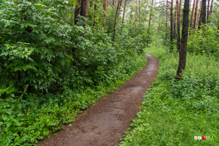 Акция состоится на экологических тропах и в одном из парков Перми