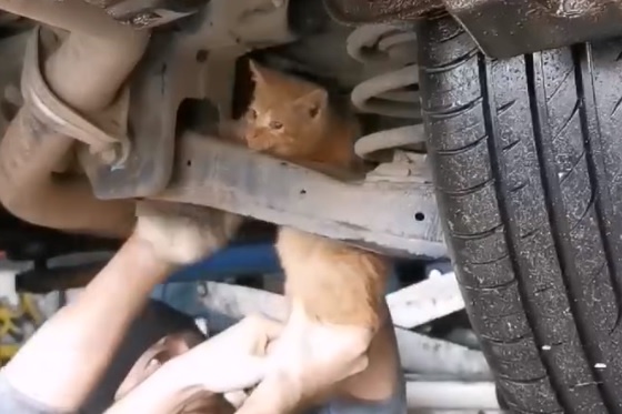 Достать рыжего котёнка удалось лишь в автосервисе Достать рыжего котёнка удалось лишь в автосервисе