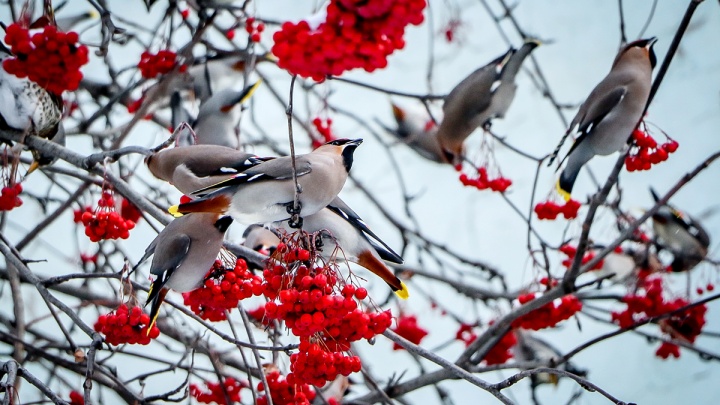 «Прилетели свиристели, и метели засвистели». Птицы устроили пиршество на улице Нижнего Новгорода