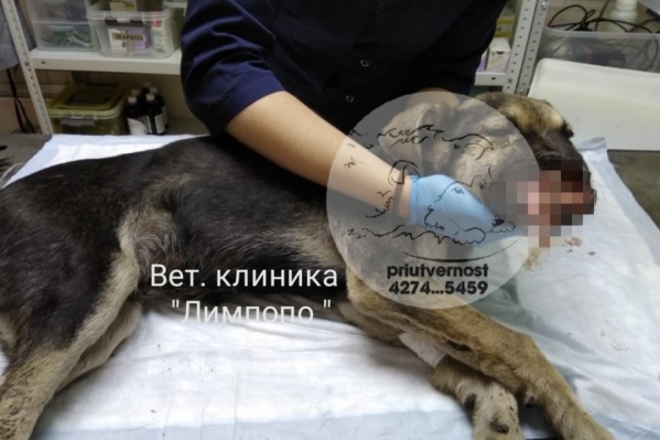 Щенок пострадал от нападения живодера Щенок пострадал от нападения живодера
