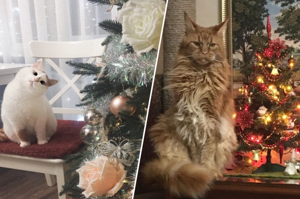 Коты очень любят фотографироваться с елкой Коты очень любят фотографироваться с елкой