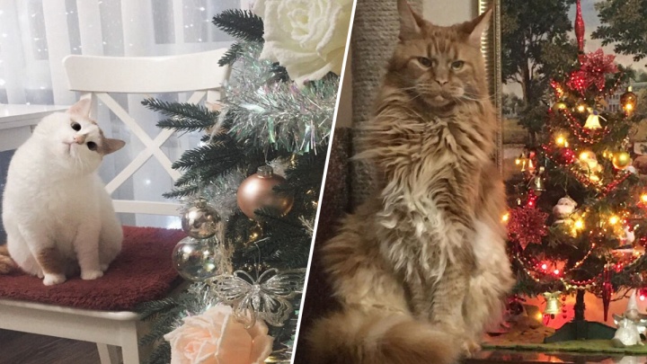 Коты и елки: праздничная фотоподборка