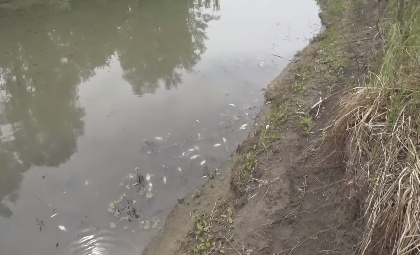 Мёртвая рыба на берегу реки Тулы Новосибирской области 