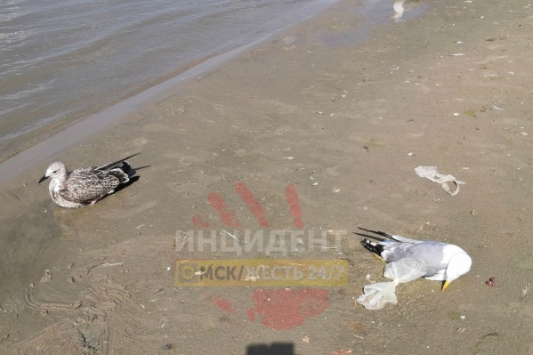 Неделю назад на берегу омич нашёл несколько трупов чаек и живых, но обездвиженных птиц Неделю назад на берегу омич нашёл несколько трупов чаек и живых, но обездвиженных птиц