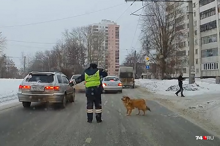 Пользователи соцсетей окрестили инспектора ДПС с этого видео самым добрым сотрудником ГИБДД Пользователи соцсетей окрестили инспектора ДПС с этого видео самым добрым сотрудником ГИБДД
