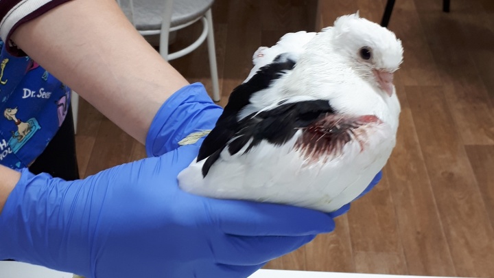 Раненый голубь сам пришёл к ветеринару. Ему сделали операцию