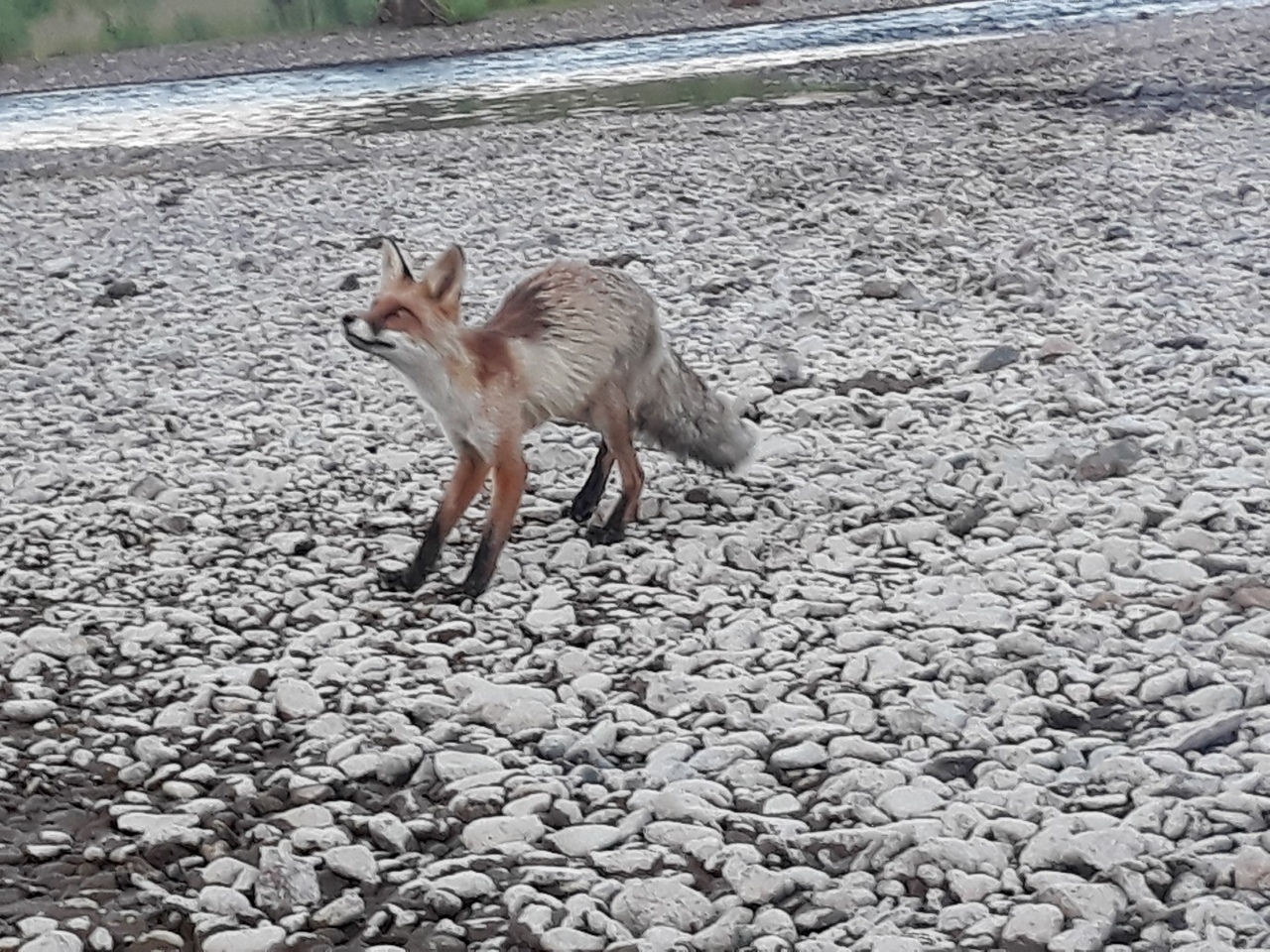 На острове Татышеве около Енисея встретили худую лисичку. Но лучше к ней не приближаться!
