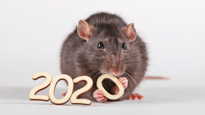 Чего ждать от Крысы: символ года будет щедрым, но не для всех